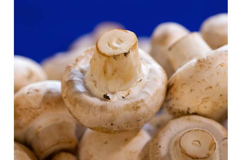 El compuesto natural en los champiñones blancos podría beneficiar la salud animal y humana