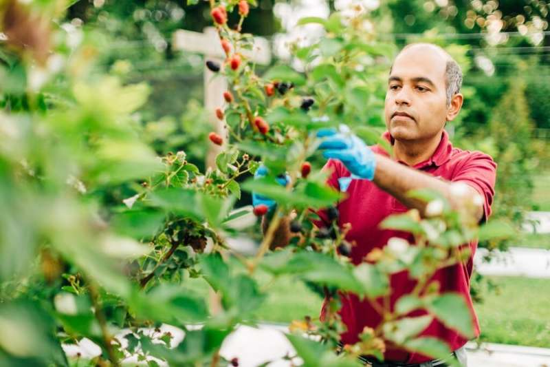 Los consumidores de frutas podrían notar fresas más grandes este año