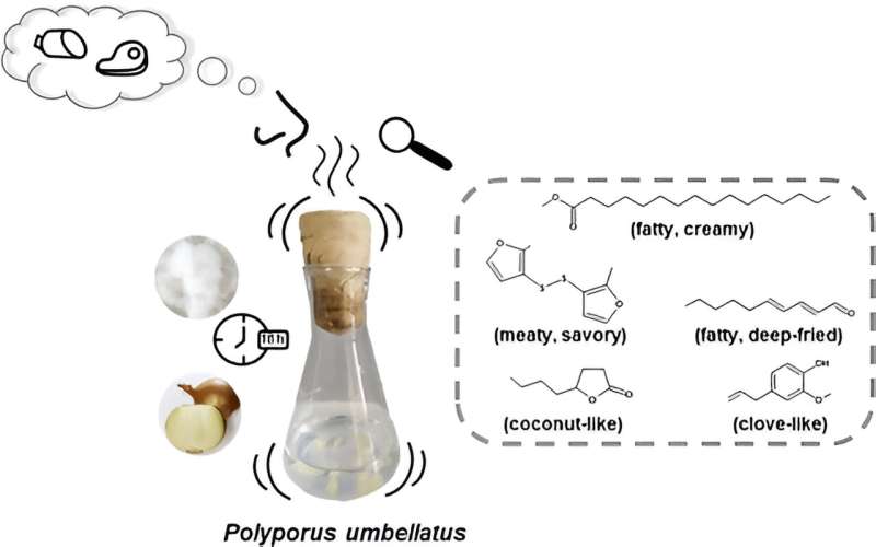 Hacer que la carne de origen vegetal sea más «carnosa» con cebollas fermentadas