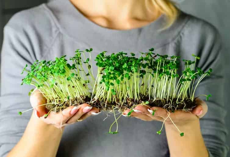 Qué son las microverduras y por qué es recomendable incluirlas en nuestro menú