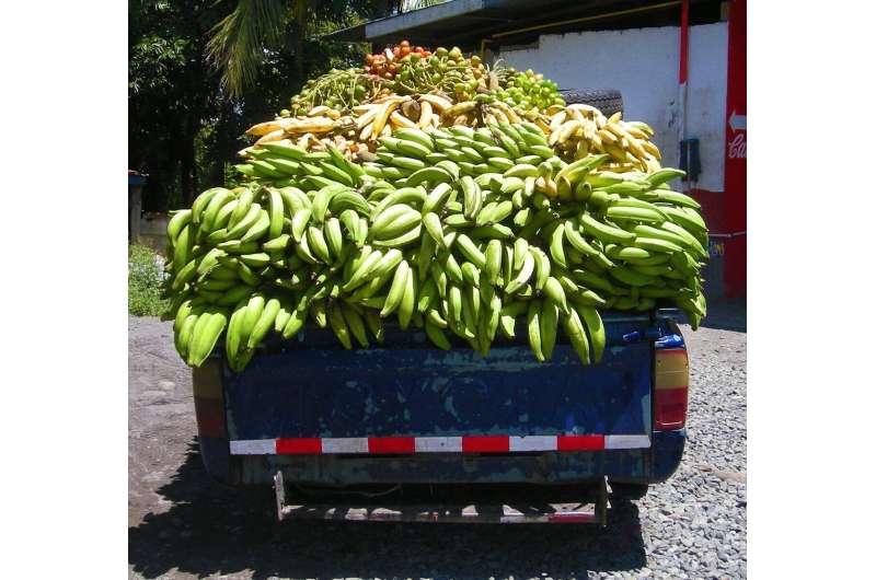 El vino de plátano de Nigeria: una bebida tradicional con un enorme potencial económico