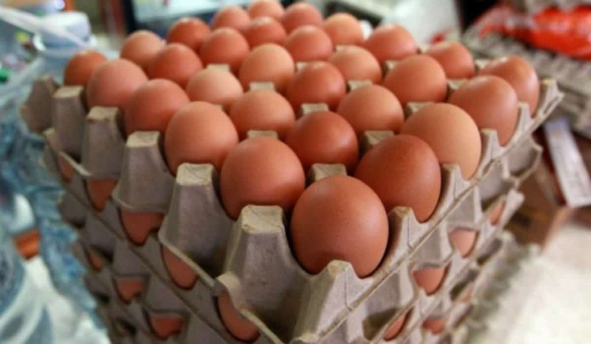 Por qué en Estados Unidos es obligatorio refrigerar los huevos y en América Latina y Europa no