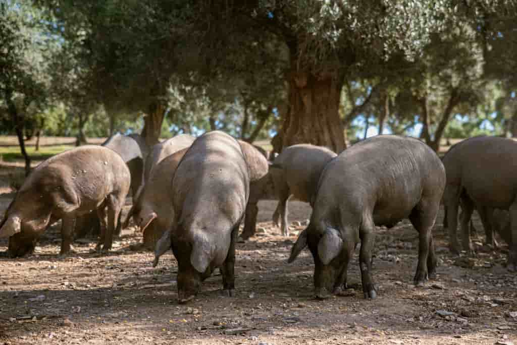 La reducción de conservantes del cerdo ibérico se consigue gracias a una levadura