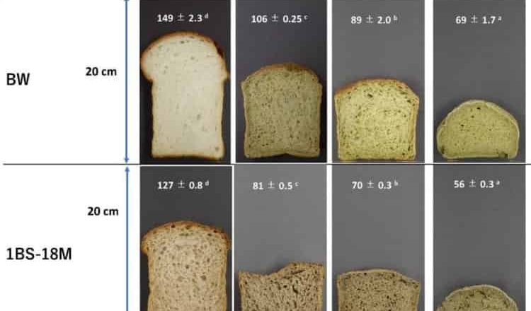 Las variedades de trigo con bajo contenido alergénico combinadas con taninos vegetales producen productos horneados únicos