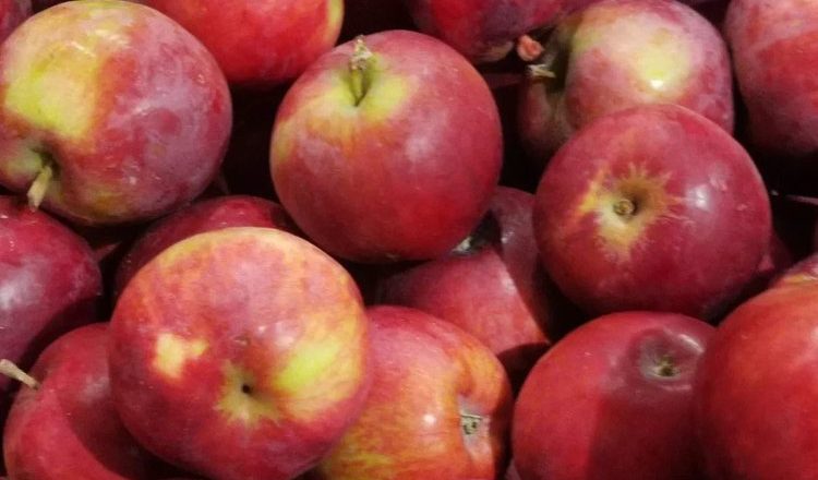 Las larvas de la mosca de la fruta ayudan a encontrar respuestas a preguntas sobre la verdadera percepción del gusto