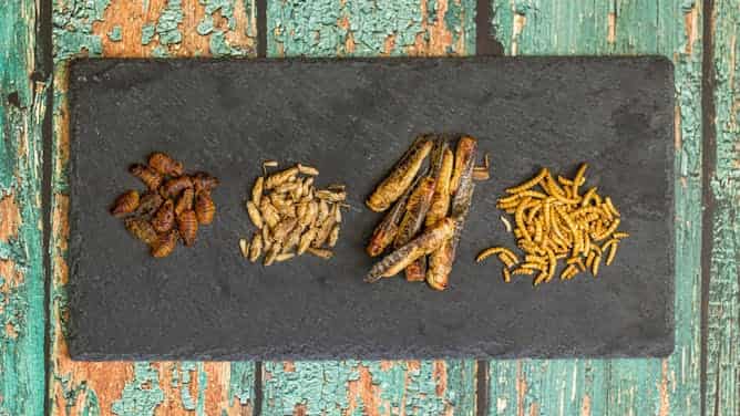 ¿Cuántos insectos deberíamos consumir para sustituir nutritivamente a la carne?
