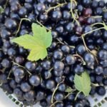 Mermelada de grosella negra: cocinada al estilo clásico o con frambuesas y mantequilla
