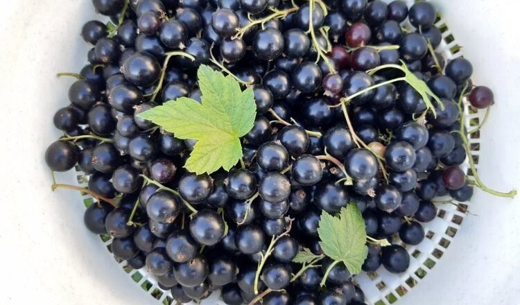 Mermelada de grosella negra: cocinada al estilo clásico o con frambuesas y mantequilla