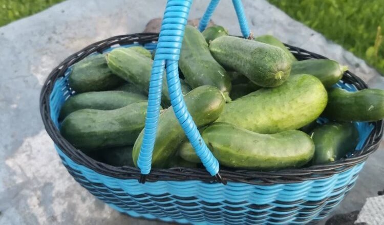Ensalada de pepinos maduros para el invierno: recetas muy sabrosas que te sorprenderán.