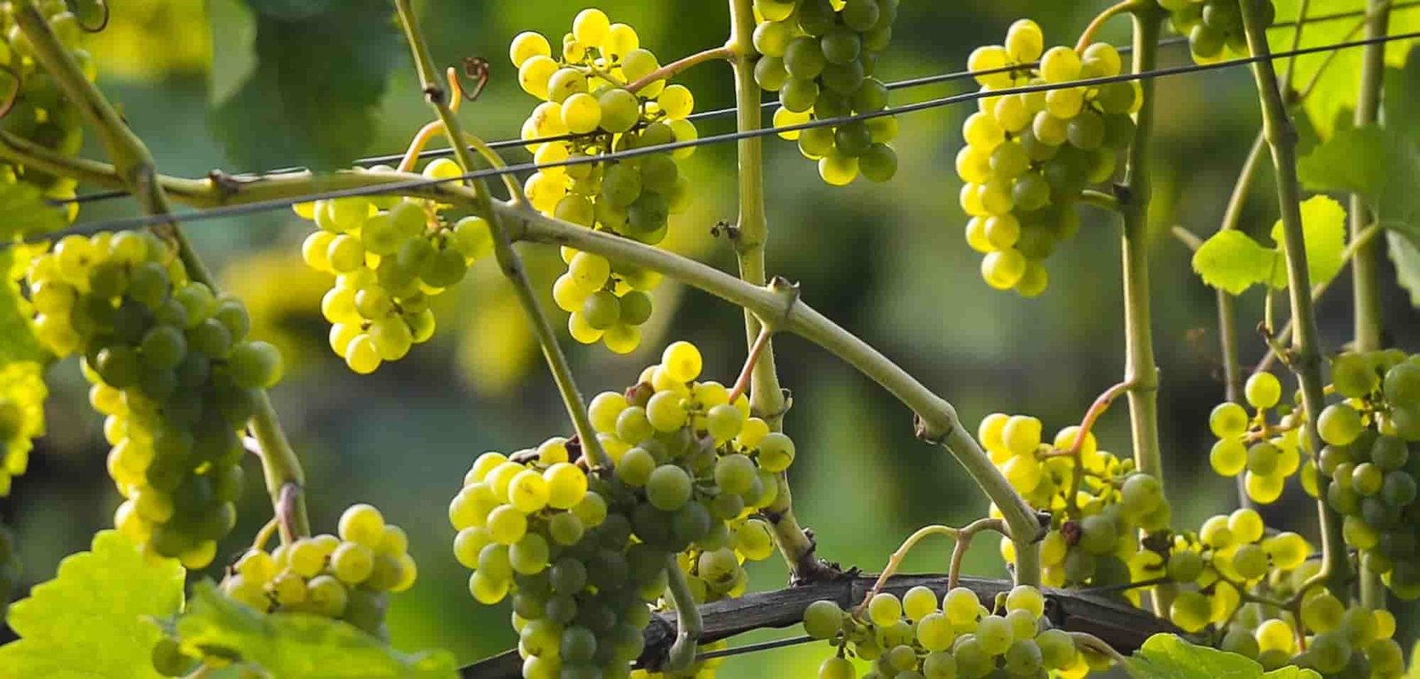 El renacimiento del vino polaco: de secreto local a joya gourmet