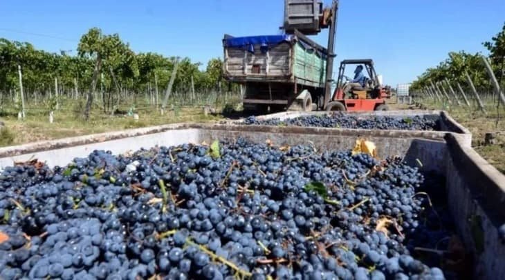 Un fallo que sacude la vitivinicultura argentina